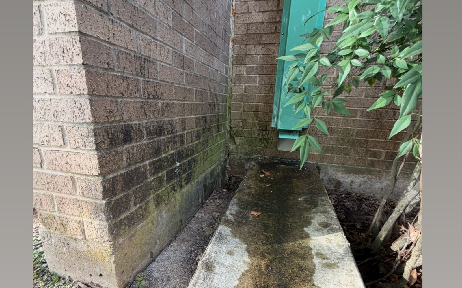 Narrow shaded concrete side path between brick walls in the Austin TX area covered in moss and green algae before pressure washing